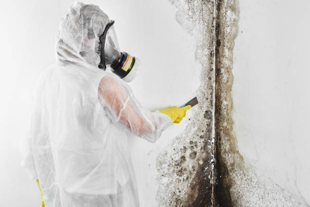 Best Commercial Mold Removal  in West Livingston, TX