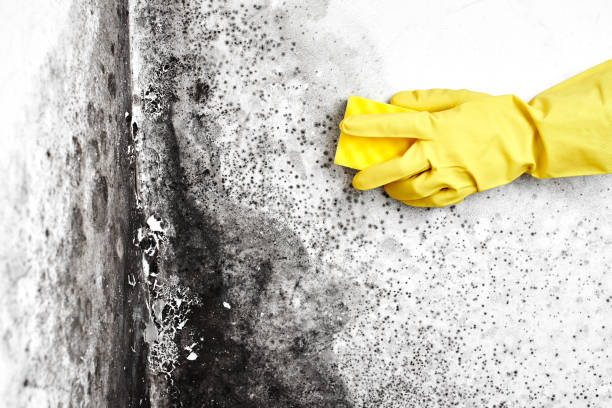 Best Emergency Mold Removal  in West Livingston, TX