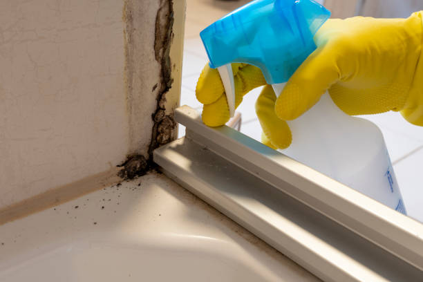 West Livingston, TX Mold Removal Company