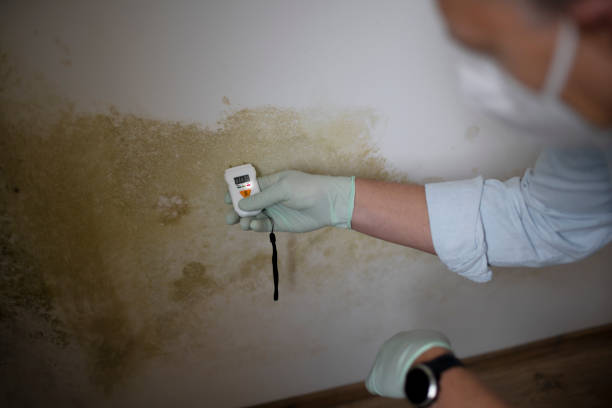 Best Mold Remediation  in West Livingston, TX