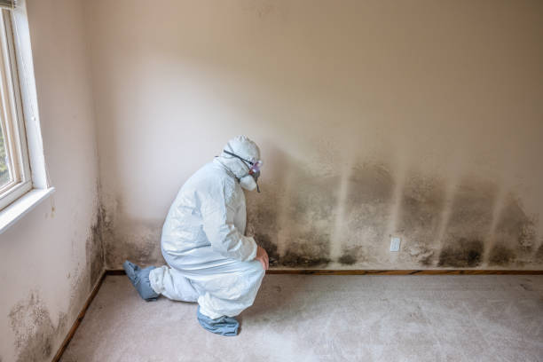 Best Black Mold Removal  in West Livingston, TX