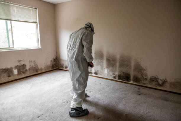 Best Attic Mold Removal  in West Livingston, TX
