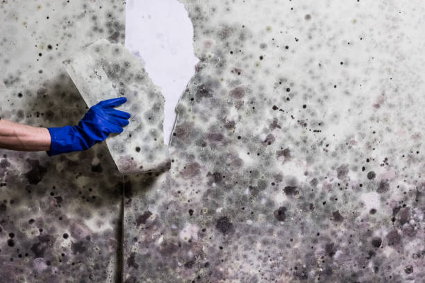 Best Mold Removal Company Near Me  in West Livingston, TX
