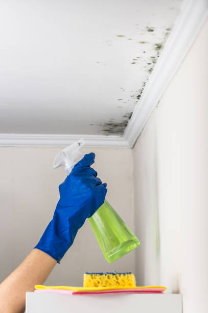 Best Water Damage Restoration  in West Livingston, TX