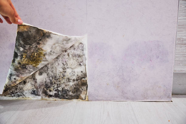Best Attic Mold Removal  in West Livingston, TX